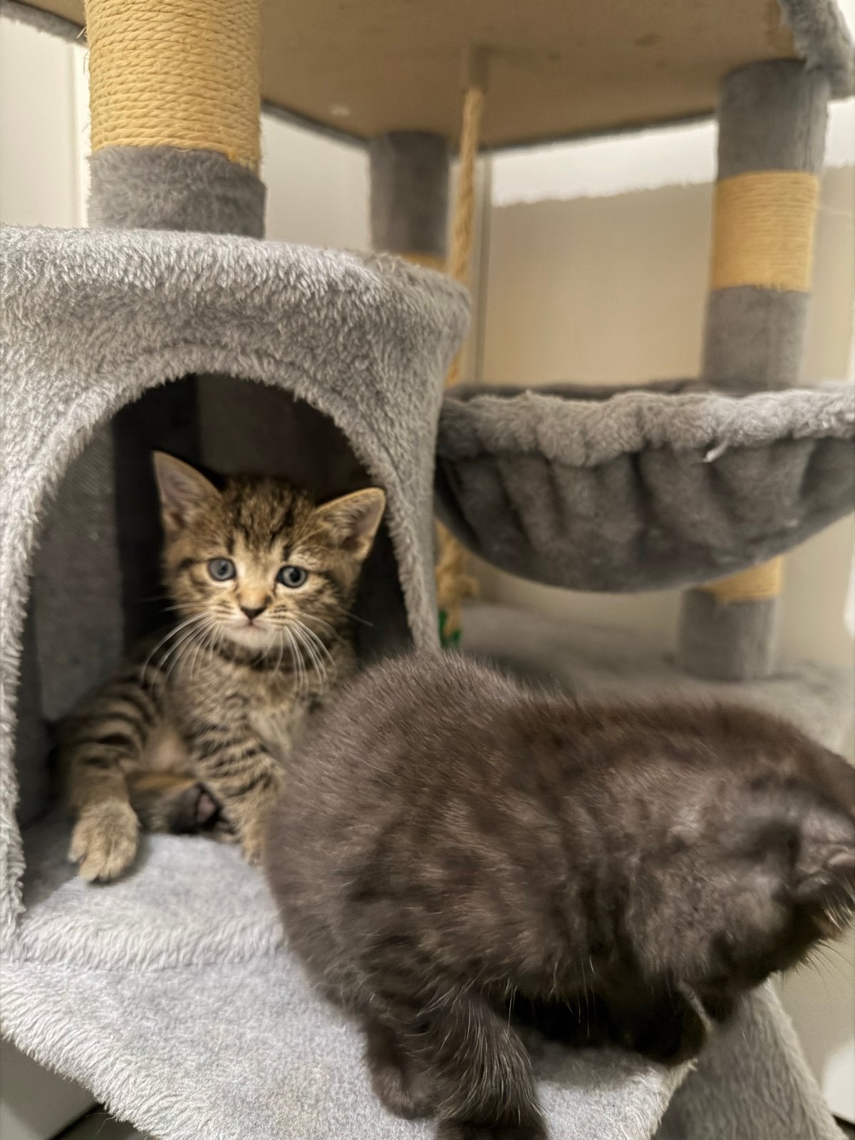 5 prachtige kittens – Britse Korthaar / Ragdoll mix, Meerdere dieren