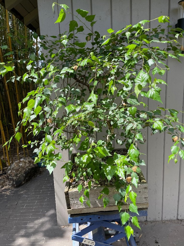 Prebonsai berk, Ophalen, Bloeit niet, Overige soorten, Halfschaduw
