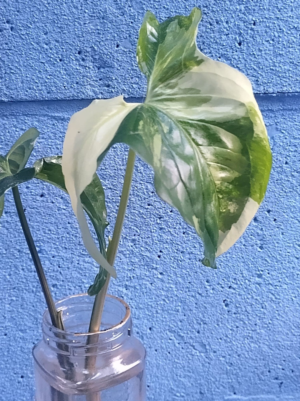 Syngonium Albo variegata, Huis en Inrichting, Kamerplanten, Ophalen of Verzenden, Halfschaduw, Minder dan 100 cm