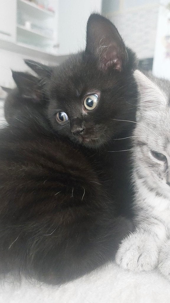 Britse korthaar kruising (meisje), Poes, Ontwormd, 0 tot 2 jaar
