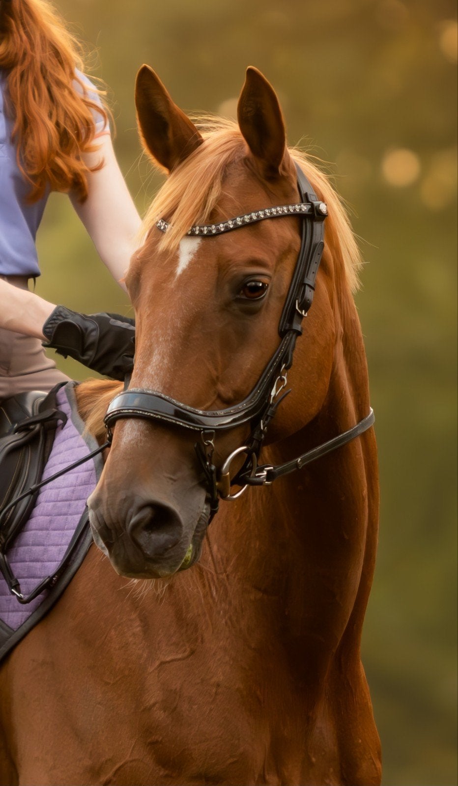 Presteq Faysport glitter hoofdstel Full, Ophalen of Verzenden, Zwart, Full, Overige merken