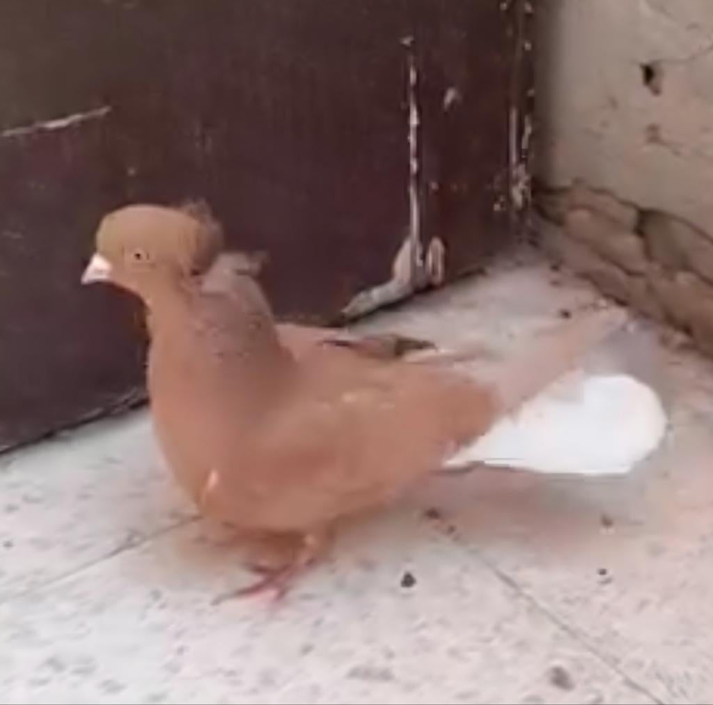 Vermist, Dieren en Toebehoren, Vogels | Duiven, Mannelijk