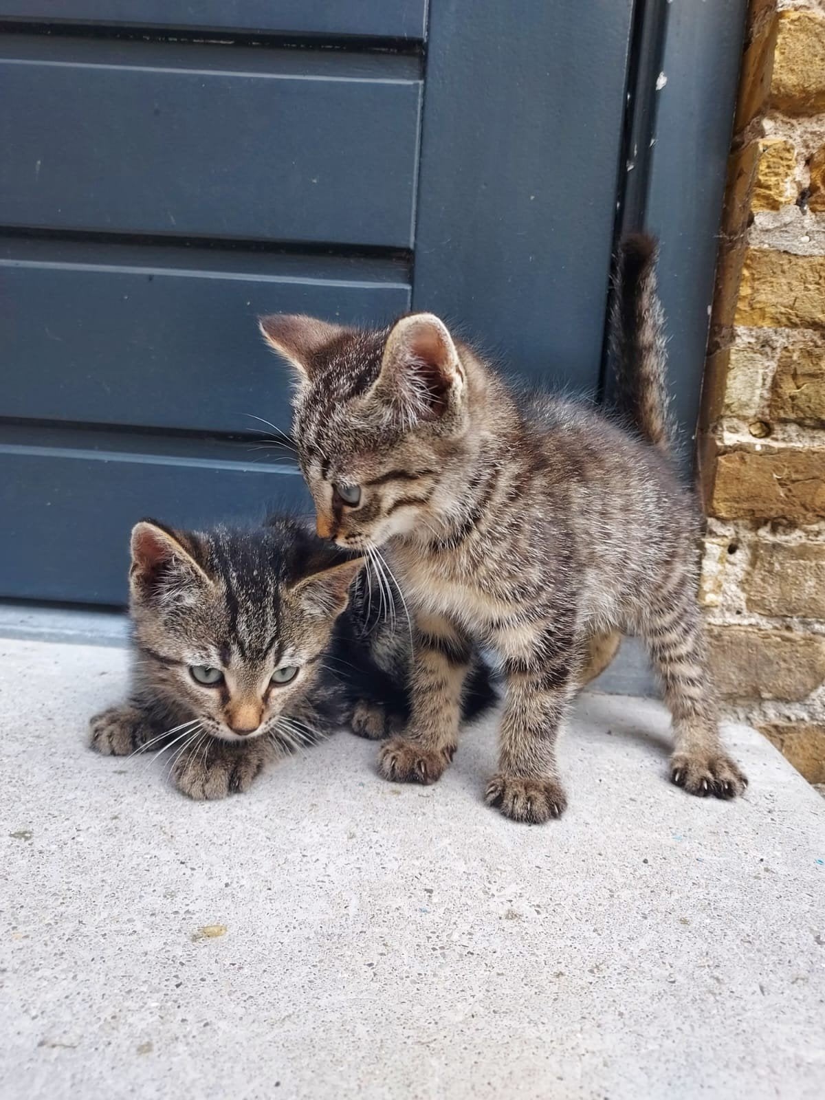 Prachtige kittens te koop!, Meerdere dieren