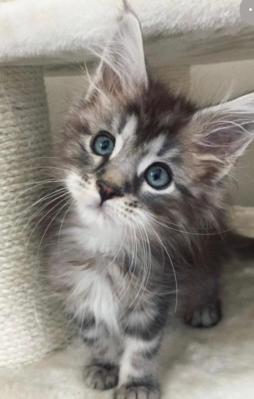 Kittens, Meerdere dieren