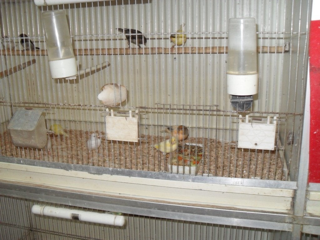 div kanaries + kooien, Meerdere dieren, Kleurkanarie