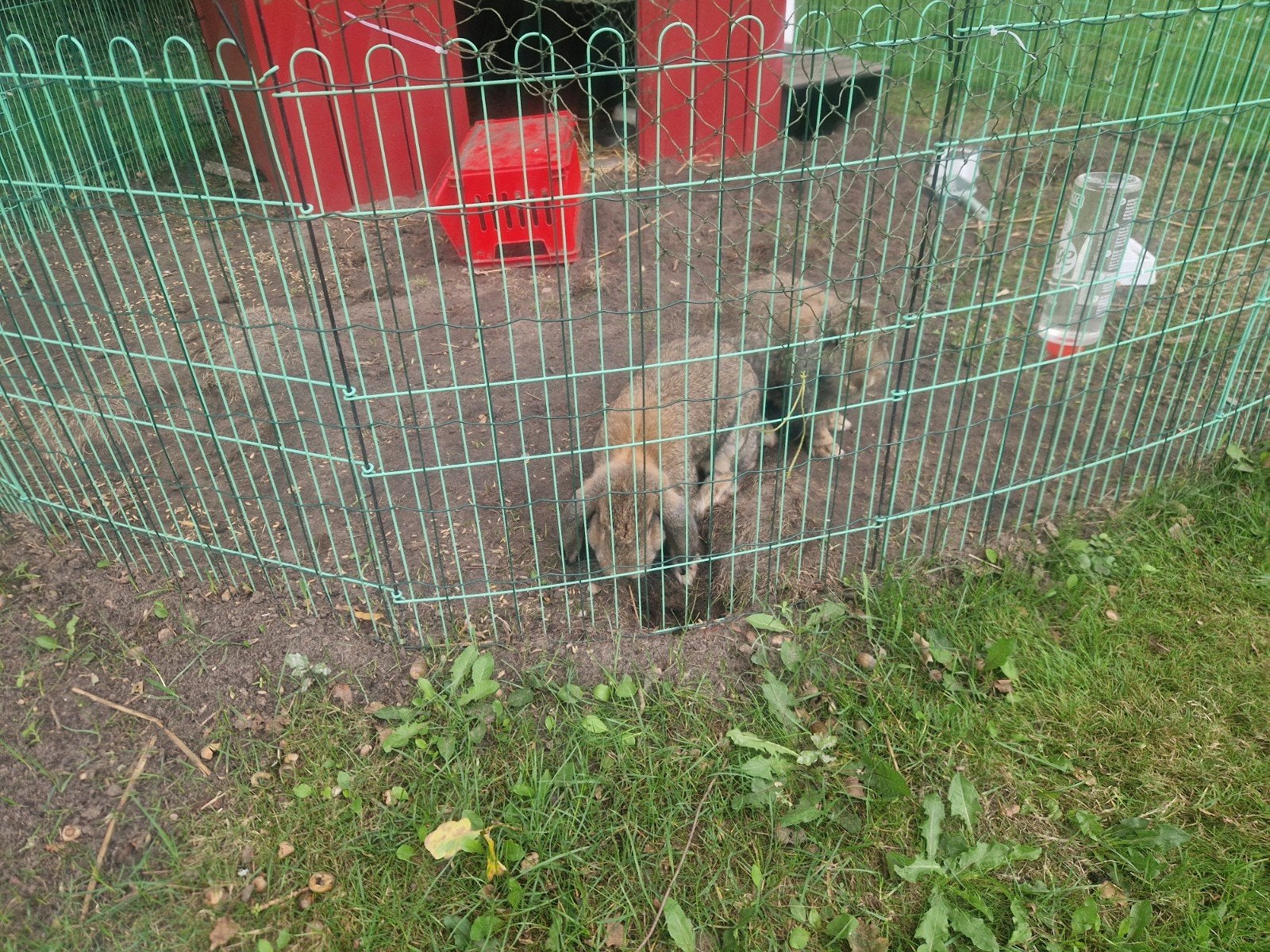 2 konijnen te koop, voedsters, Ophalen, Figuurtje(s)
