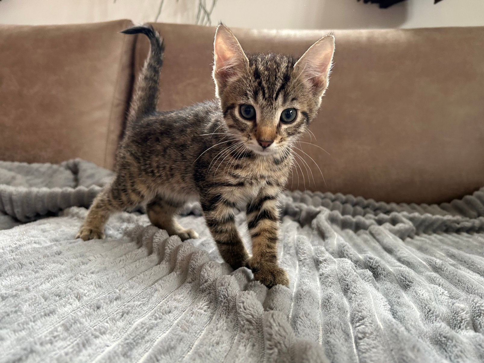 Lieve cyperse kittens te koop, Dieren en Toebehoren, Meerdere dieren, Ontwormd, 0 tot 2 jaar