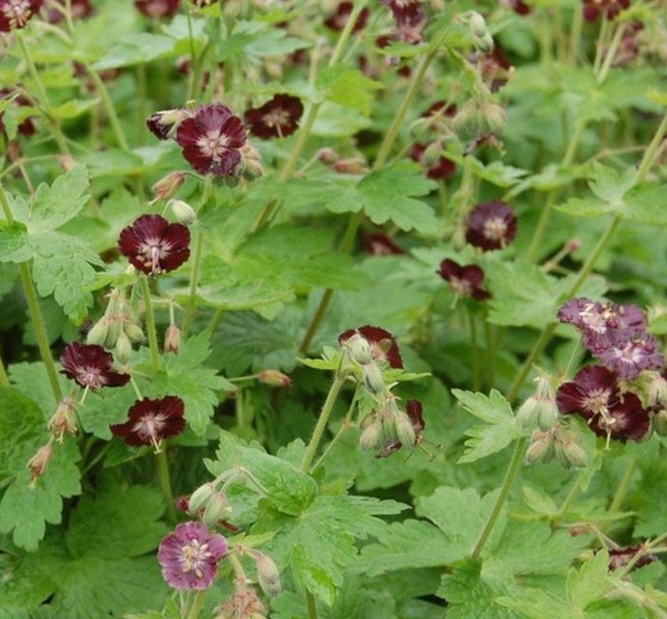 Geranium phaeum. Donkere ooievaarsbek p9, Vaste plant, Halfschaduw, Lente, Ophalen