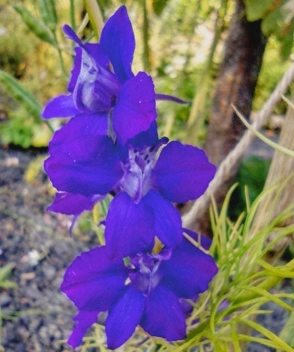 Zaden Ridderspoor blauw-wit mix - Delphinium Imperial mix, Verzenden, Voorjaar, Volle zon, Zaad