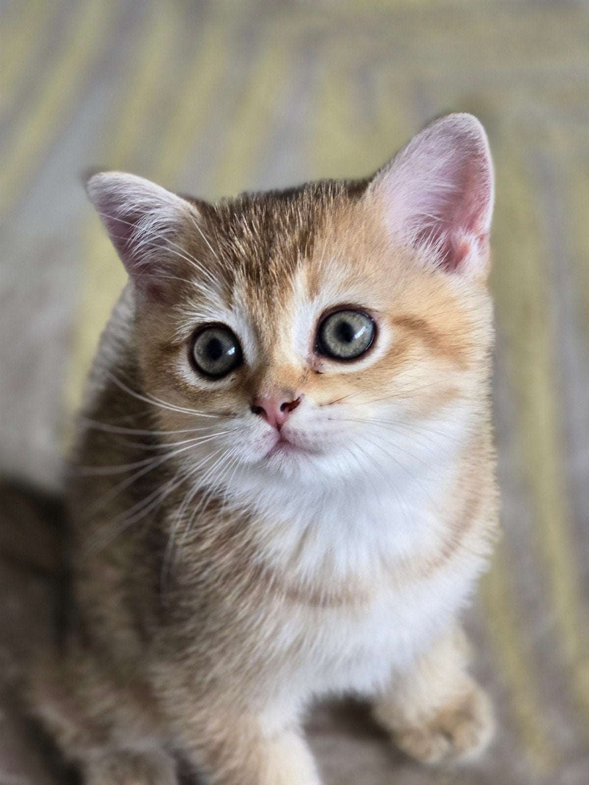 Scottish meiske, Poes