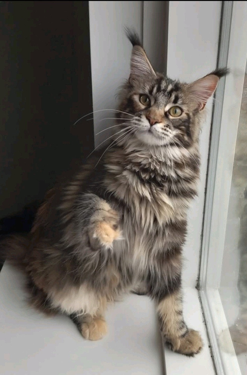 Maine coon kittens kruising, Meerdere dieren, Ontwormd, 0 tot 2 jaar