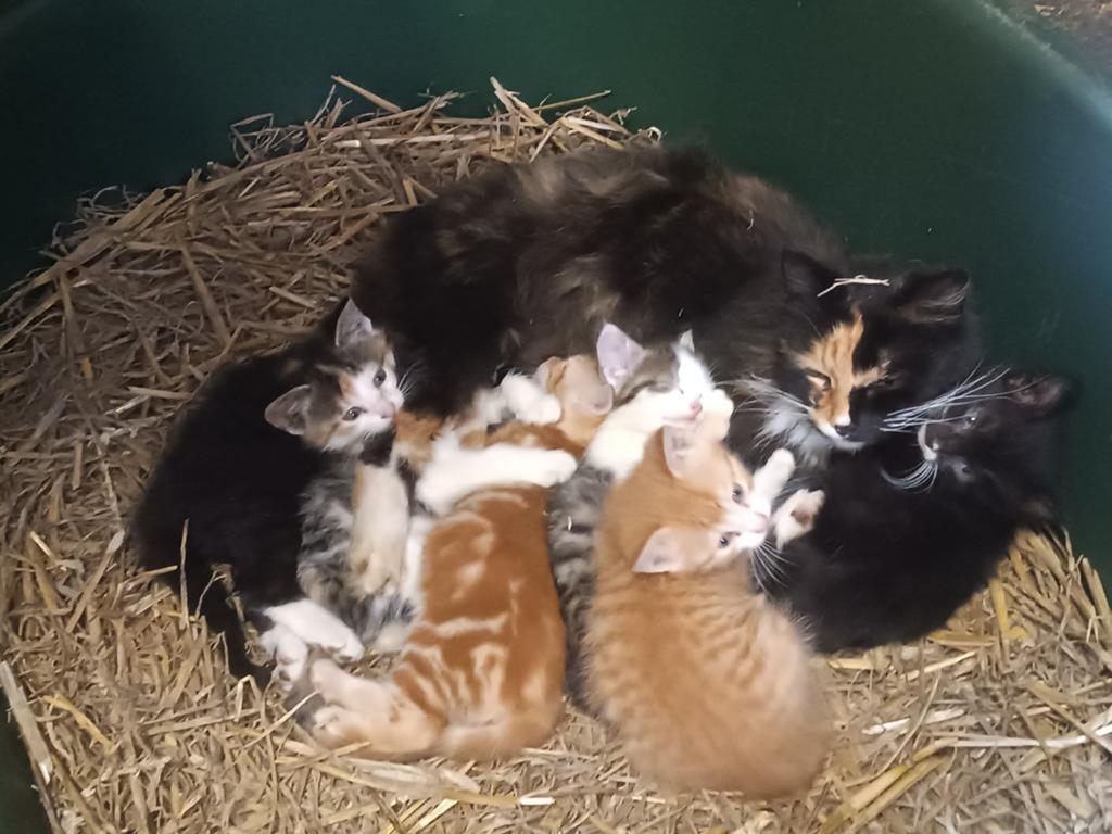 Kittens rood wit tabby grijs zwart wit driekleur lapjeskat, Dieren en Toebehoren, Katten en Kittens | Overige Katten, Meerdere dieren