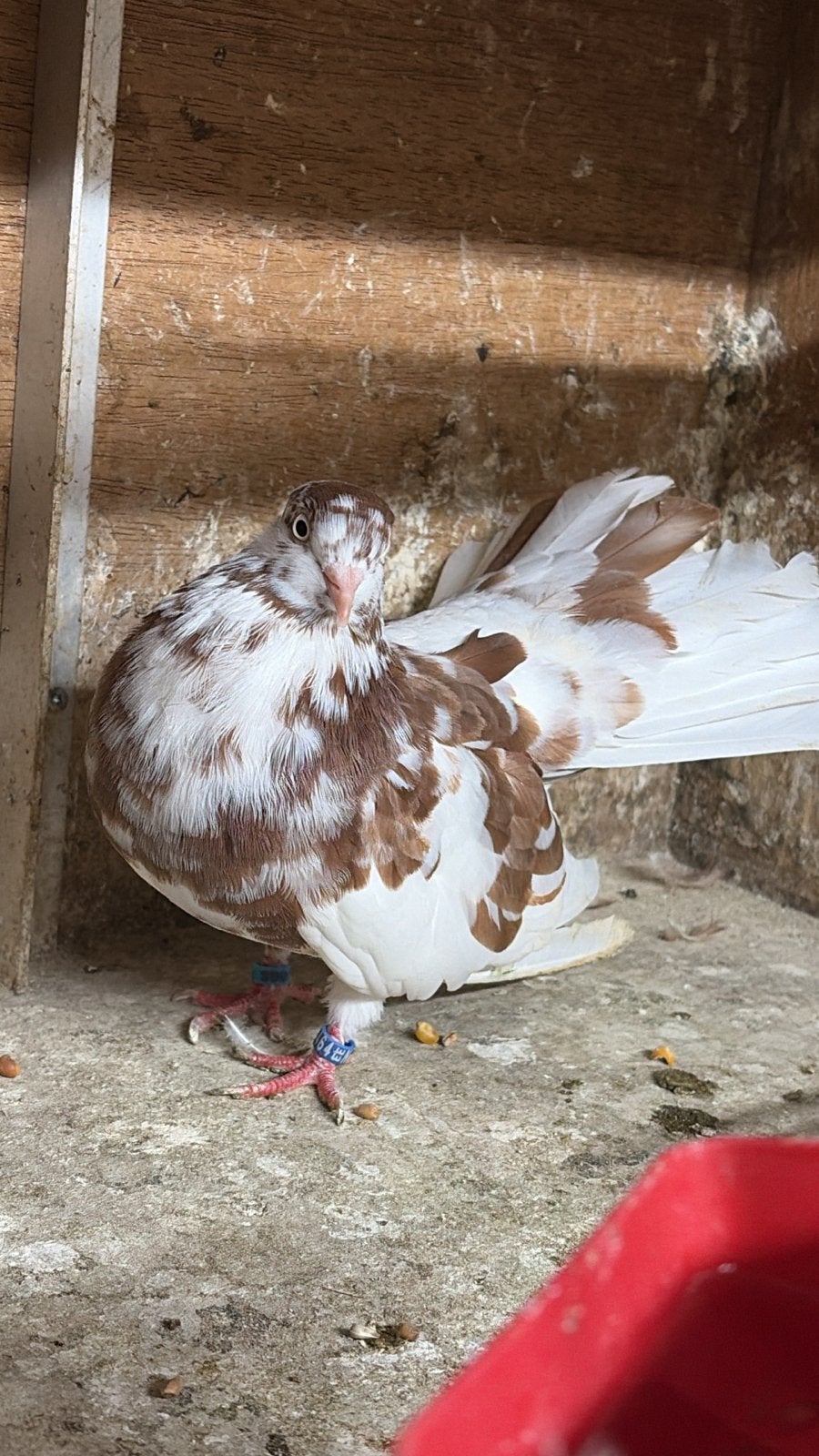 Oosterse rollers  rood wit getekend, Meerdere dieren, Tuimelaar of Roller