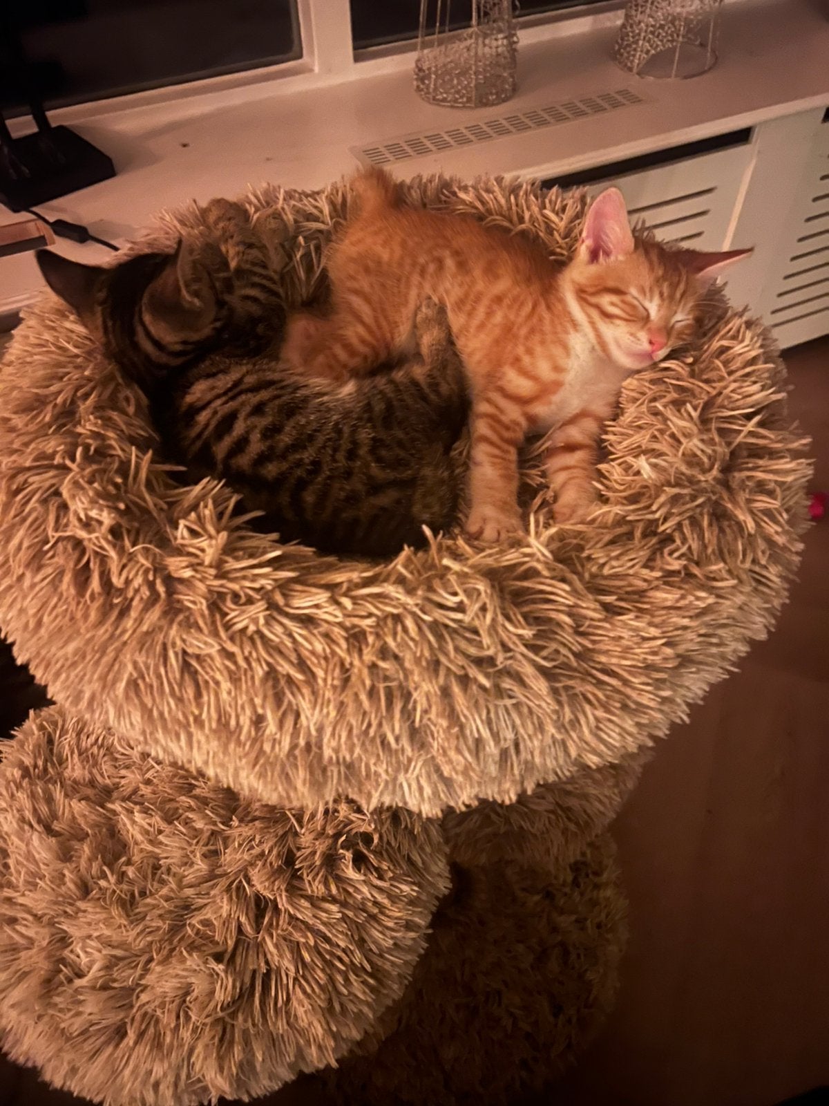 Prachtige half-Bengaal kittens– Gechipt, geënt + paspoort, Dieren en Toebehoren, Meerdere dieren, Gechipt, 0 tot 2 jaar
