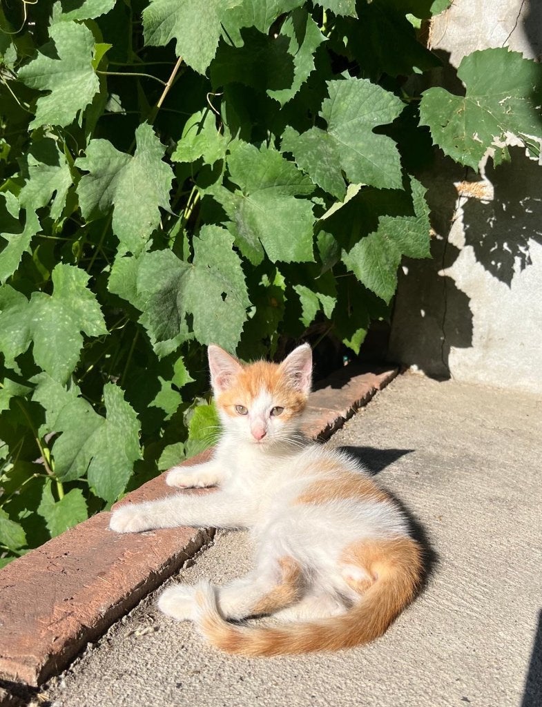 Erg lieve poesjes, 10wk oud, ontwormd en ontvlooid, Poes, Kortharig