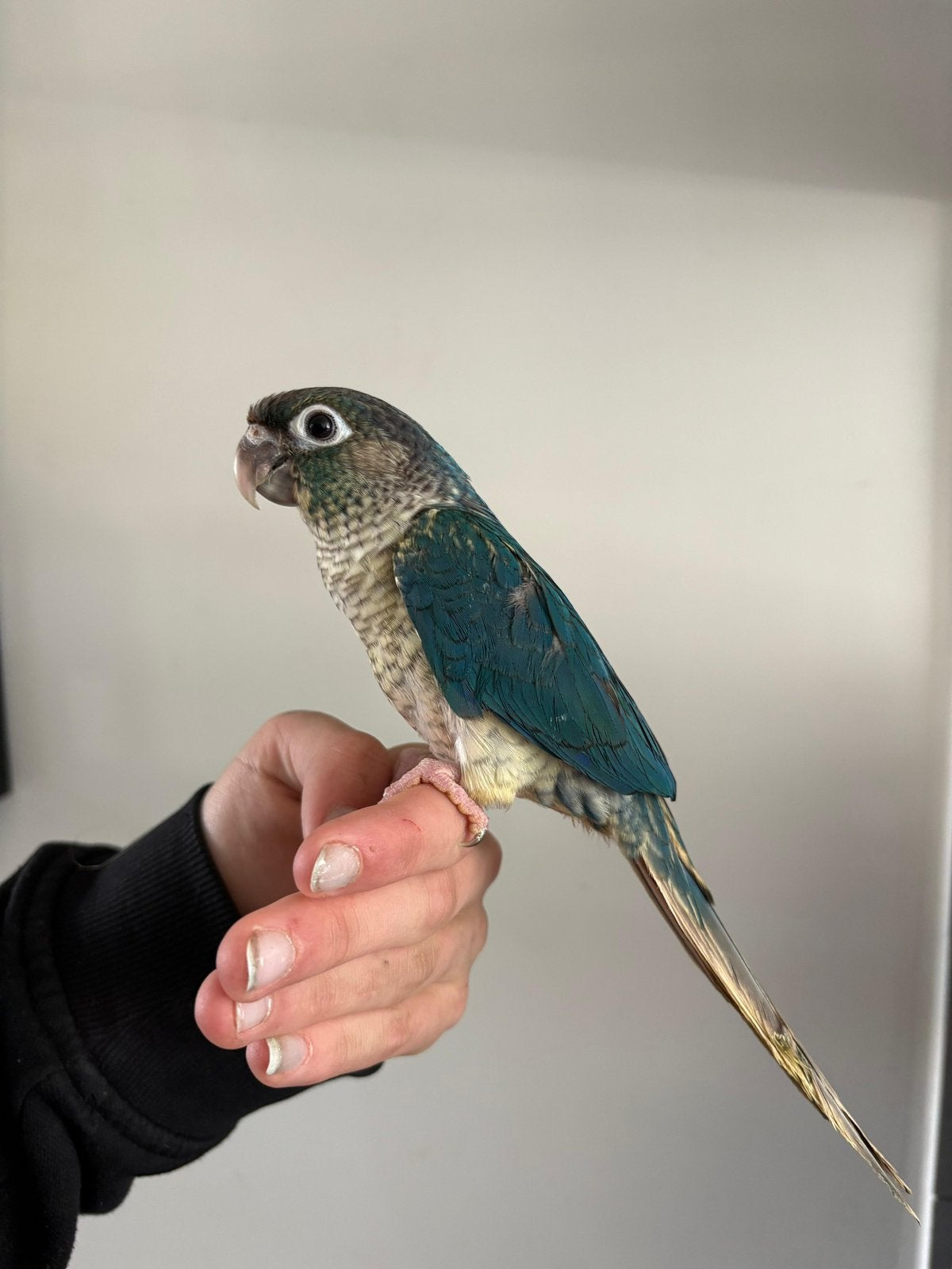 Super leuke tamme pyrrhura violet, Dieren en Toebehoren, Vogels | Parkieten en Papegaaien, Meerdere dieren, Parkiet