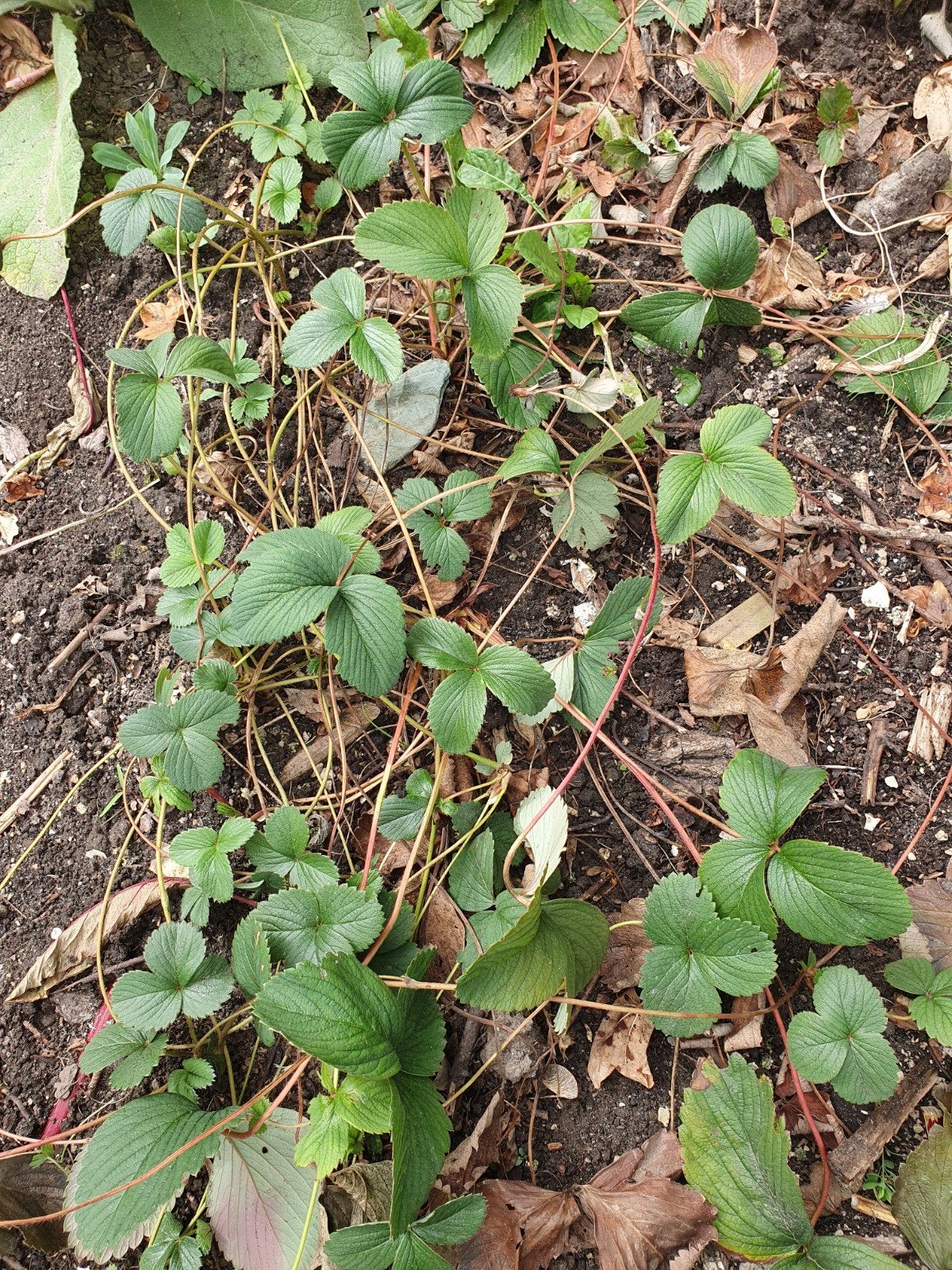 Ananasaardbeiplanten, ruilen, Tuin en Terras, Planten | Struiken en Hagen, Ophalen, Overige soorten, Minder dan 100 cm