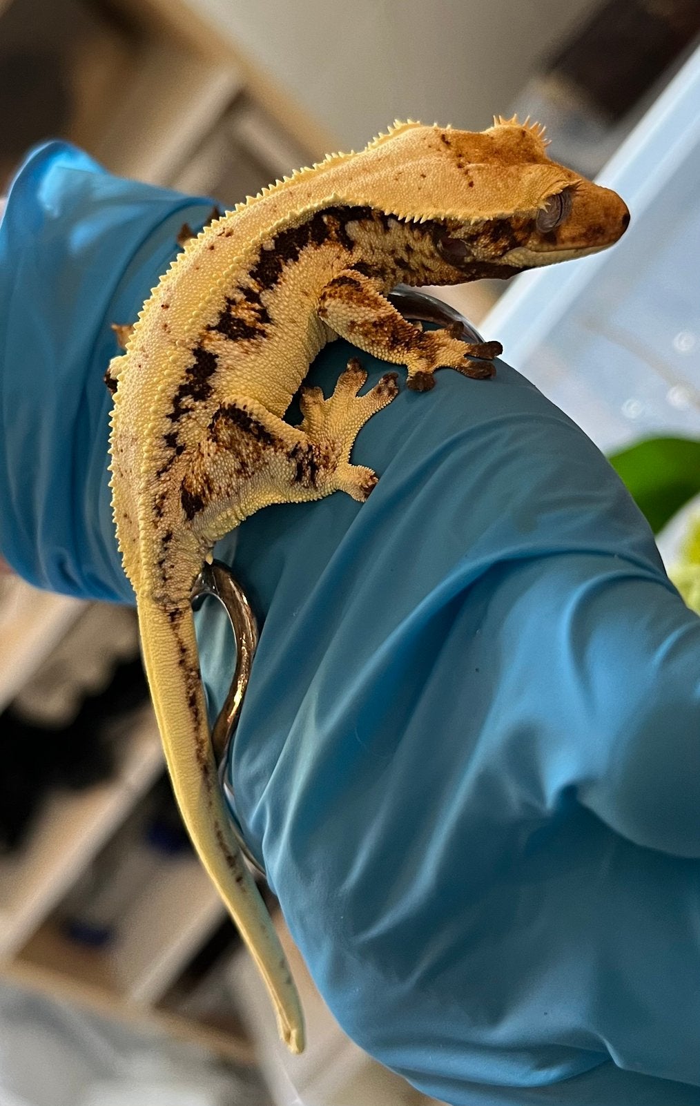 0.1 Extreem White tricolor Lilly white wimpergekko Crested Gecko photo 6
