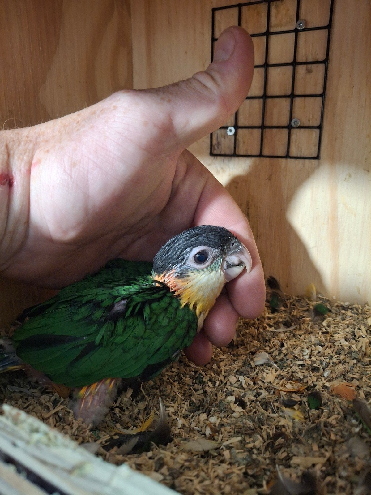 Zwartkop caique baby, Dieren en Toebehoren, Vogels | Parkieten en Papegaaien, Geslacht onbekend, Papegaai, Geringd