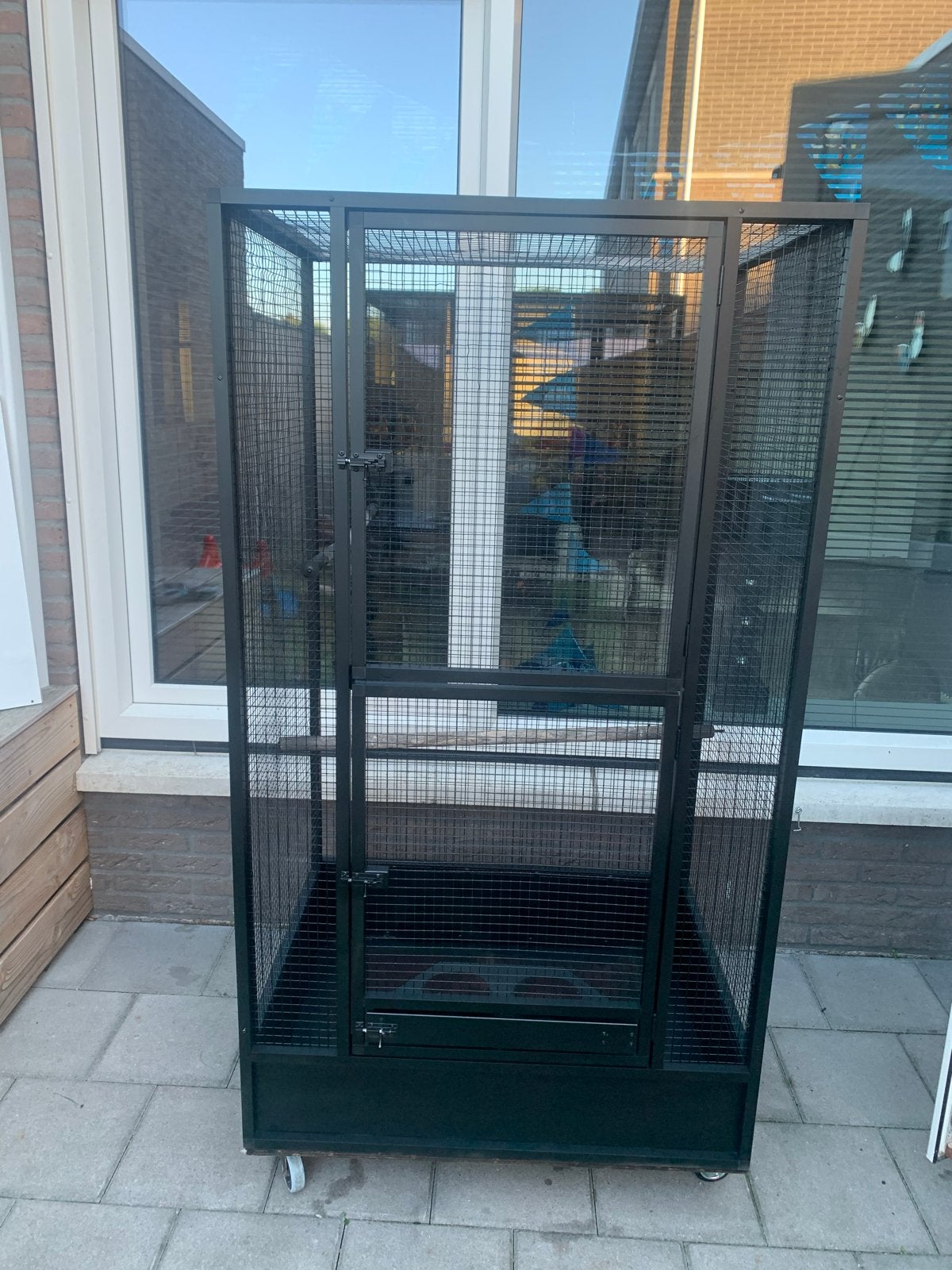 Papegaaien kooi, Mannelijk, Papegaai