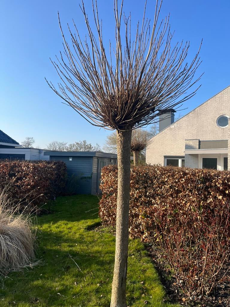 Knotwilg, Tuin en Terras, Planten | Bomen, Overige soorten, Lente, 250 tot 400 cm, Ophalen
