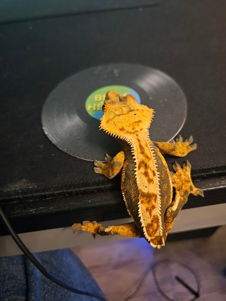 Wimper gekko vrouw, Dieren en Toebehoren, Reptielen en Amfibieën, Hagedis, Tam, 0 tot 2 jaar