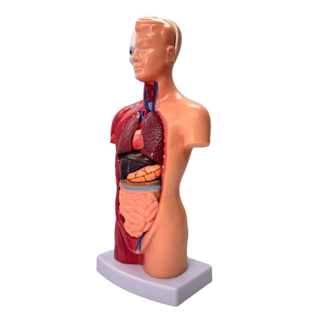 Menselijk Torso Model 28 cm - Anatomie Afneembare, Diversen, Westerndeco, Nieuw, Ophalen of Verzenden, Info@westerndeco.nl