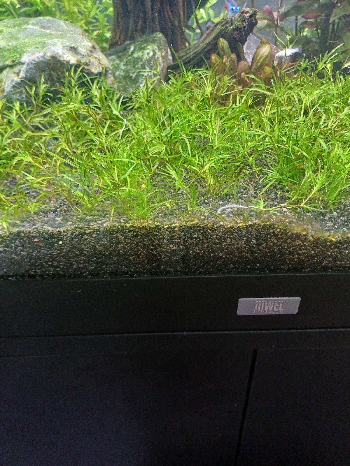 Najas (guppy gras), Ophalen, Nieuw, Plant(en), Steen of Hout