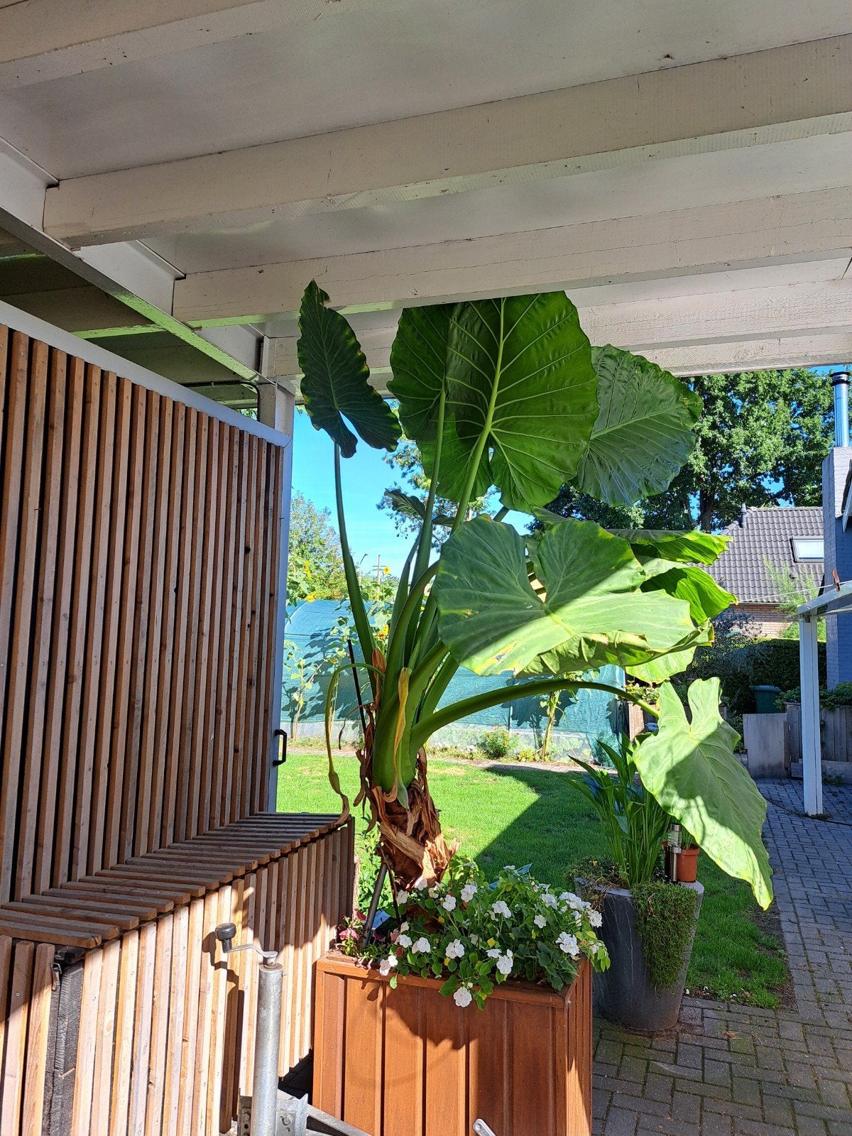 Olifantsoor of Alocasia/Colocasia, Tuin en Terras, Ophalen, Halfschaduw, Overige soorten, 100 tot 250 cm
