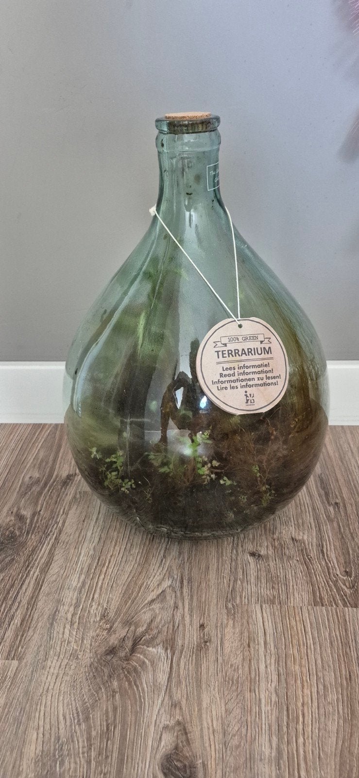 Uniek Terrarium in Glazen Fles - Groene Kamerplant, Ophalen, Overige soorten, Halfschaduw, In pot