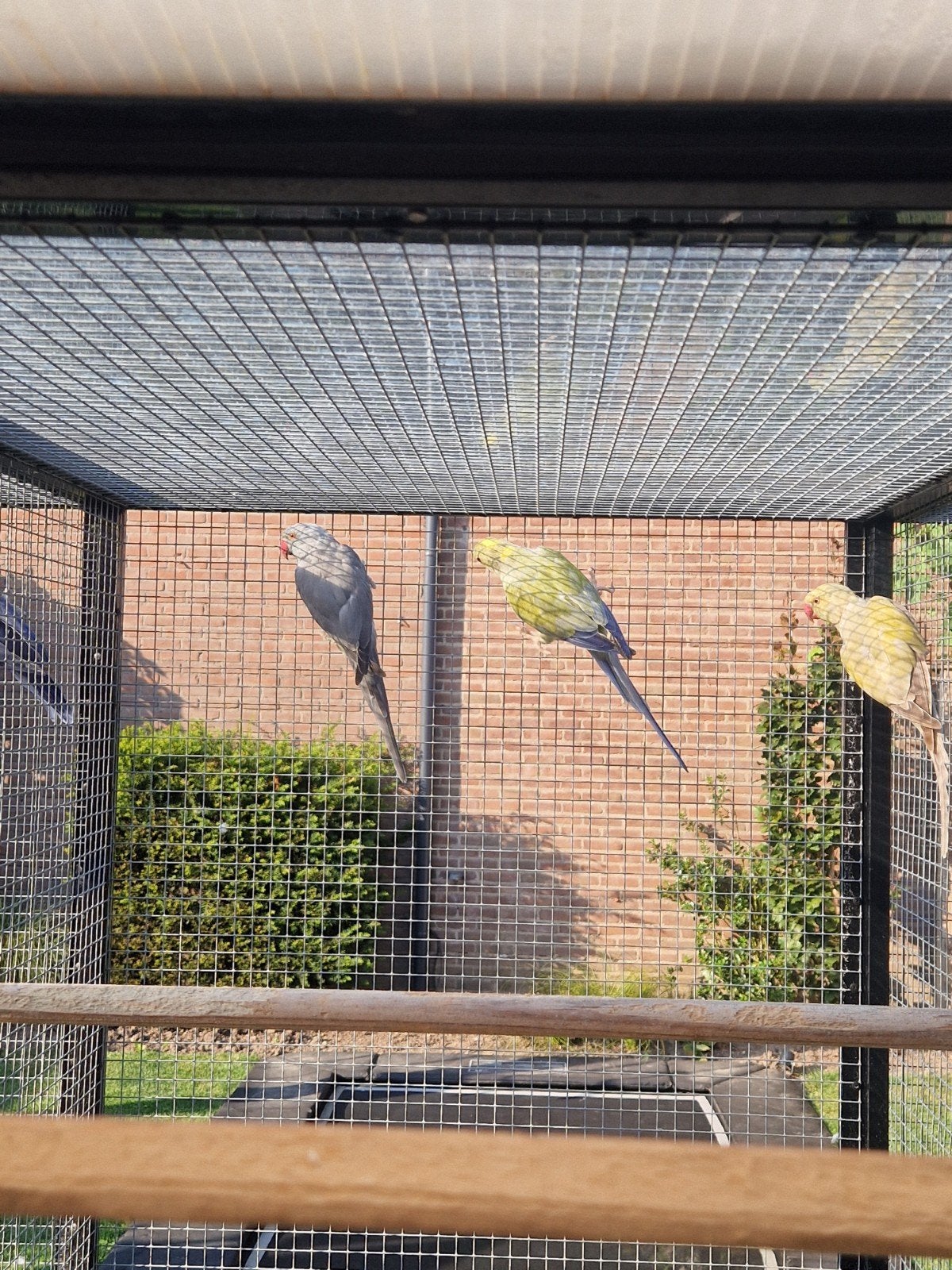 parkieten, Geringd
