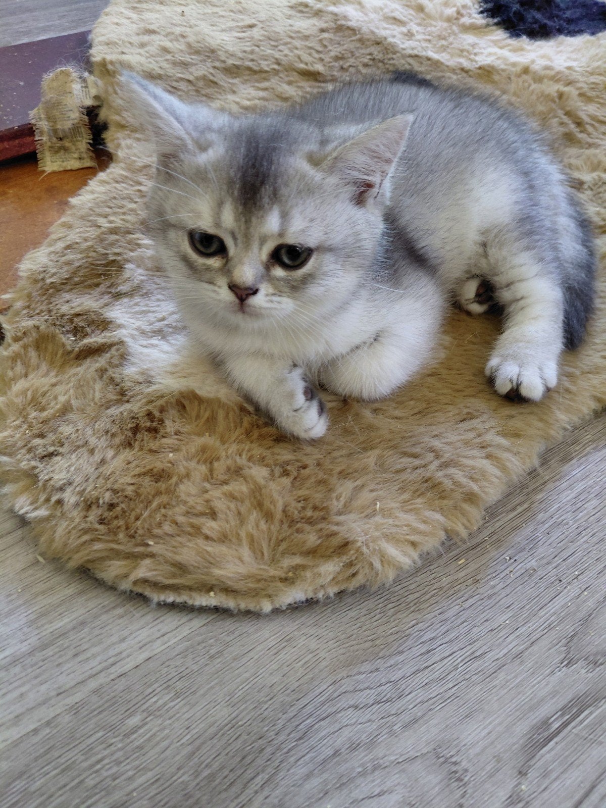 Foto 5 van britse korthaar kittens nog 1poesje beschikbaar