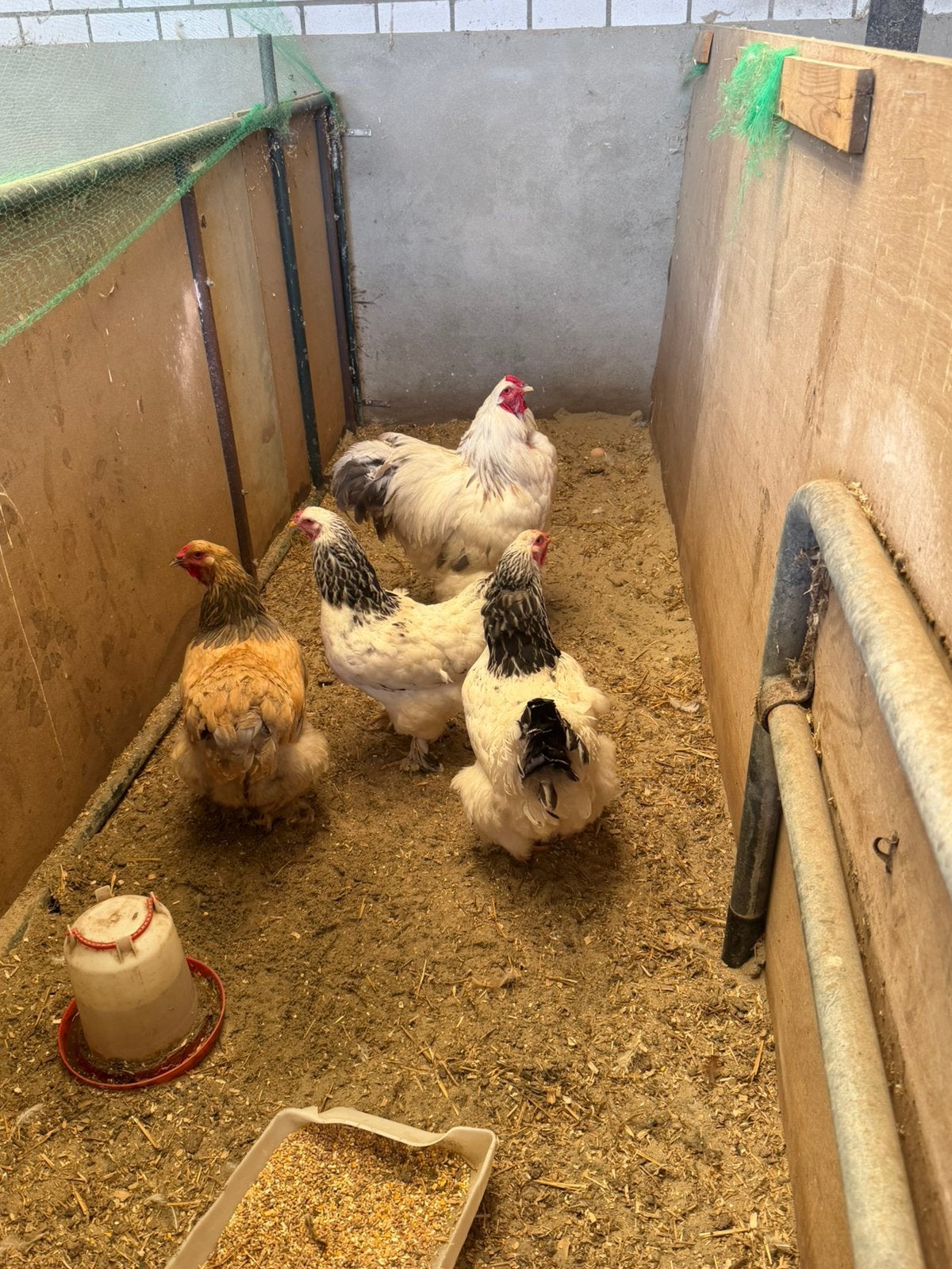 Broedeieren brahma, Dieren en Toebehoren, Pluimvee, Kip, Geslacht onbekend