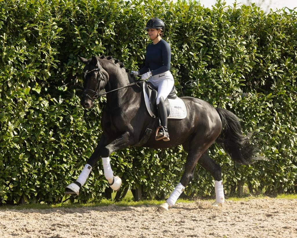 Lieve Bloomberg merrie, Merrie, Met stamboom, Dressuurpaard, Zadelmak