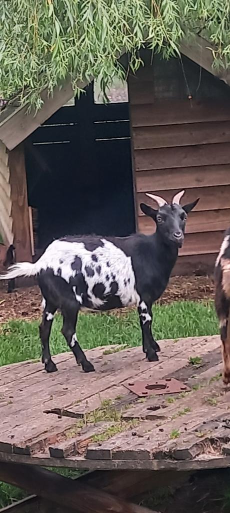 Dwerggeit, Dieren en Toebehoren, Schapen, Geiten en Varkens, Vrouwelijk, Geit