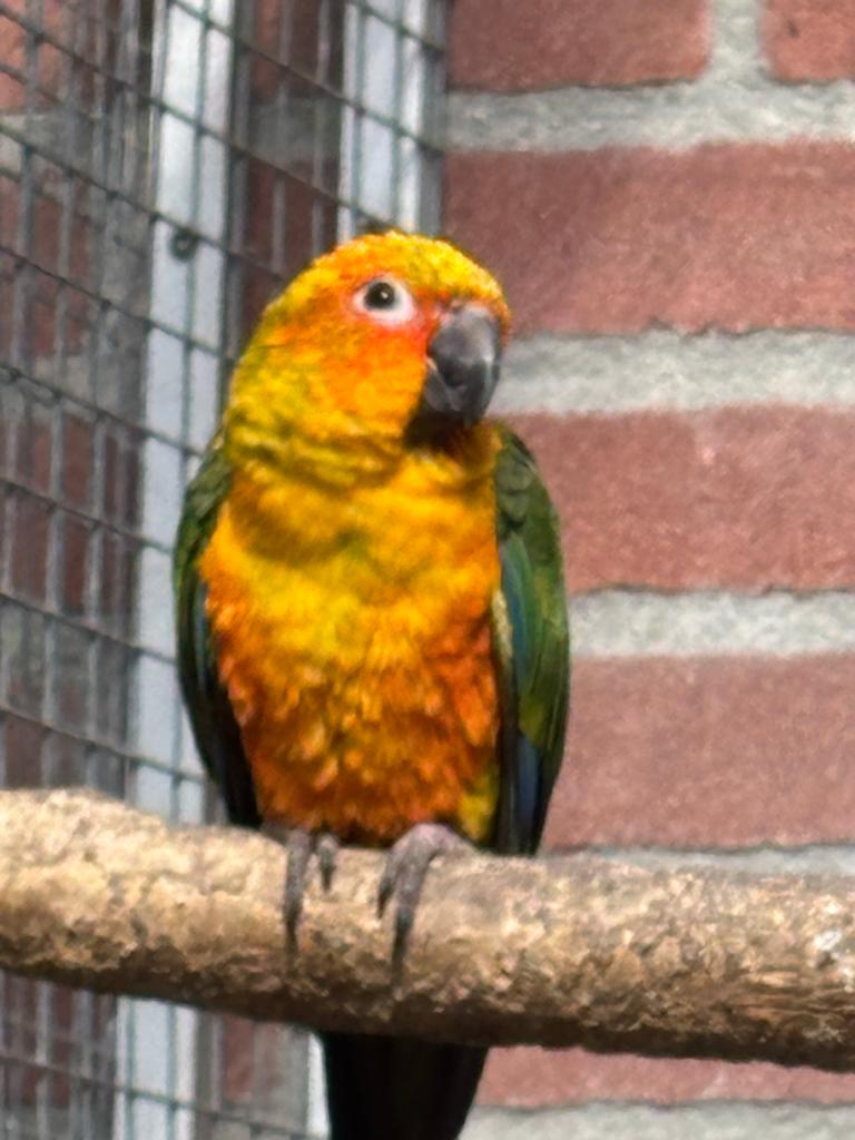 Te koop . 0-1 zonparkiet, Dieren en Toebehoren, Vrouwelijk, Papegaai, Tam