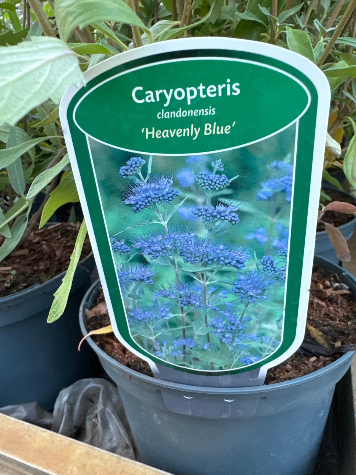 Caryopteris clandonensis 'Heavenly Blue' / 'Summer Sorbet', Volle zon, Vaste plant, Herfst, Ophalen