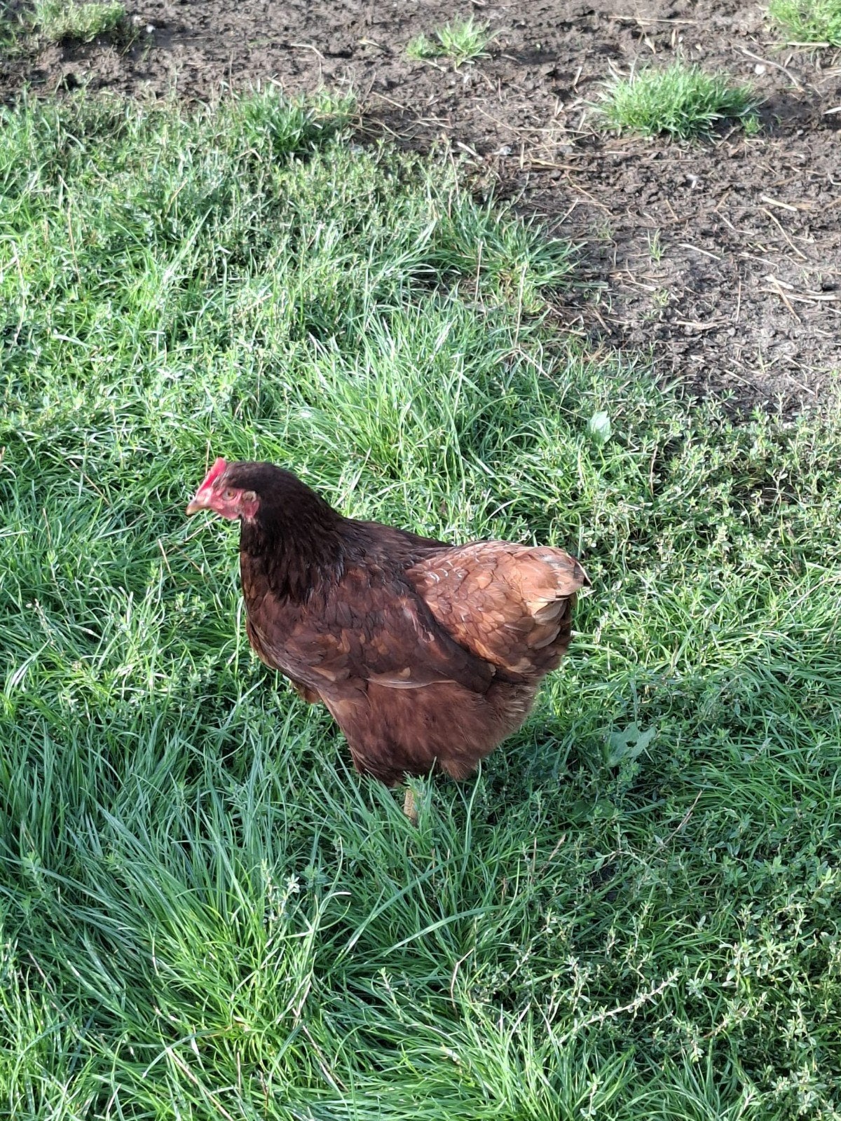 legkippen  rhode Island red, Dieren en Toebehoren, Vrouwelijk, Kip