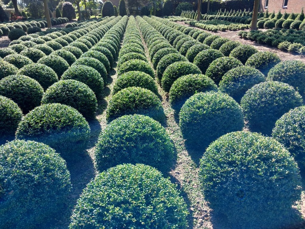 ilex crenata, Ophalen, Bloeit niet, Overige soorten, Halfschaduw