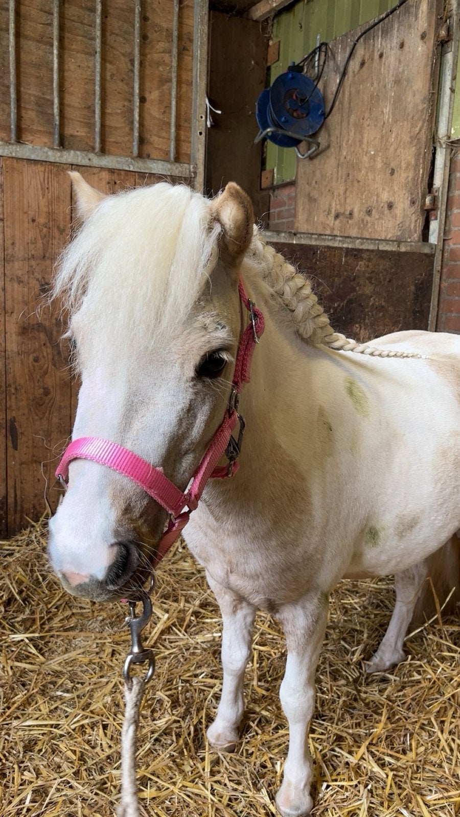 Palomino bonte shetlander merrie, Dieren en Toebehoren, Pony's, Merrie, Niet van toepassing, Gechipt, A pony (tot 1.17m)