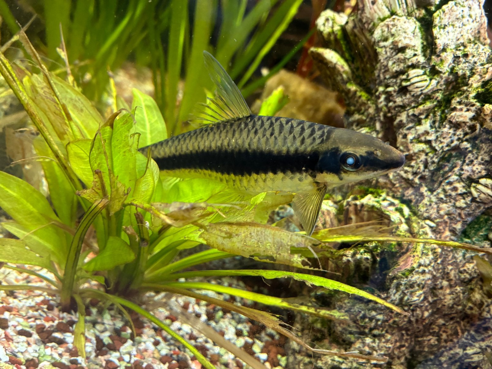 Algeneter, Dieren en Toebehoren, Vissen | Aquariumvissen, Vis