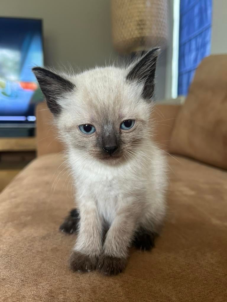 ragdoll x europese korthaar kittens, Meerdere dieren, Ingeënt