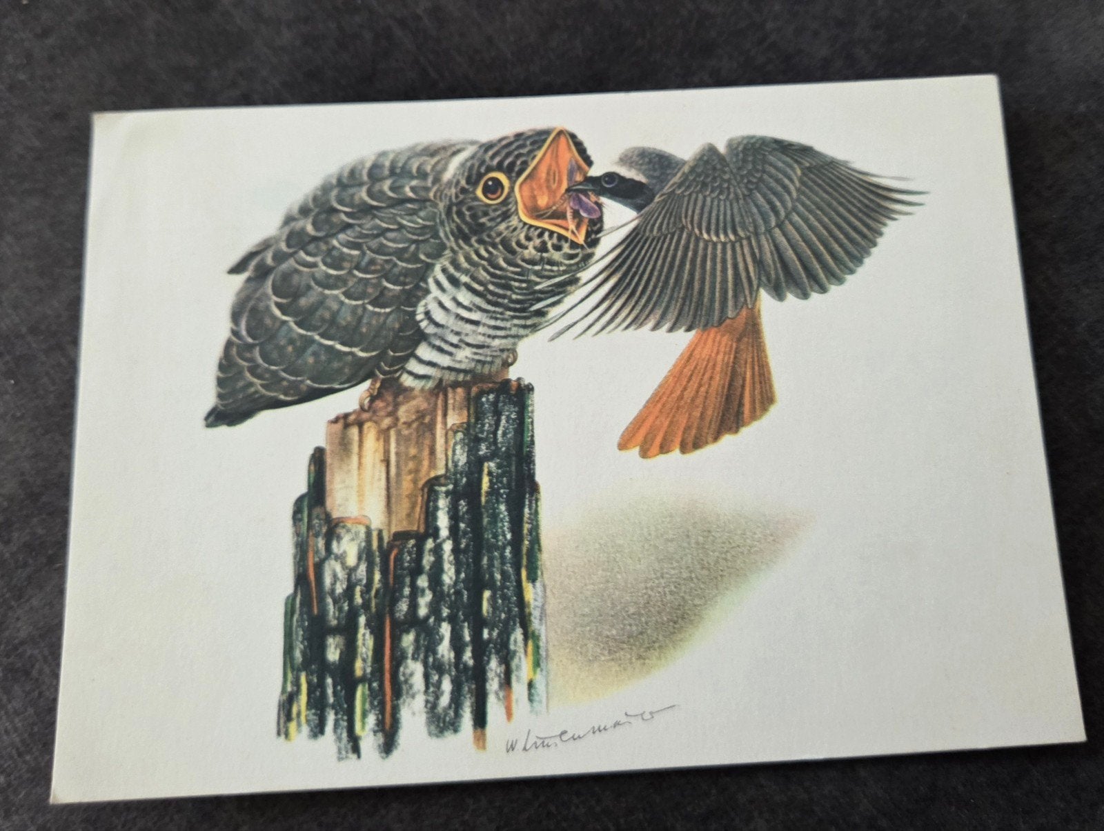 Koekoek en Roodstaart (1961), Verzenden, 1960 tot 1980, Gelopen, Vogel