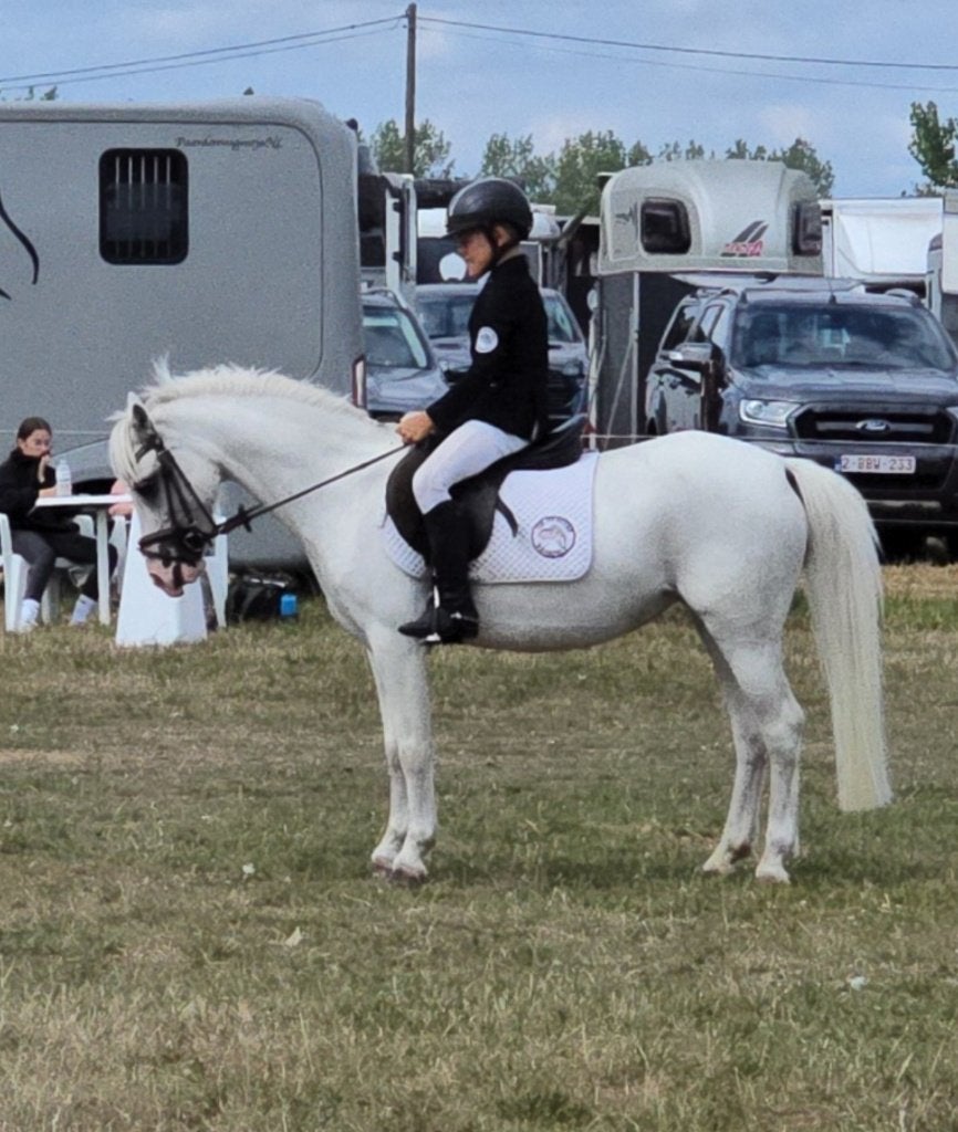 Welsh Pony stokmaat B, Dieren en Toebehoren, Merrie, Dressuurpony, 7 tot 10 jaar, B pony (1.17m tot 1.27m)