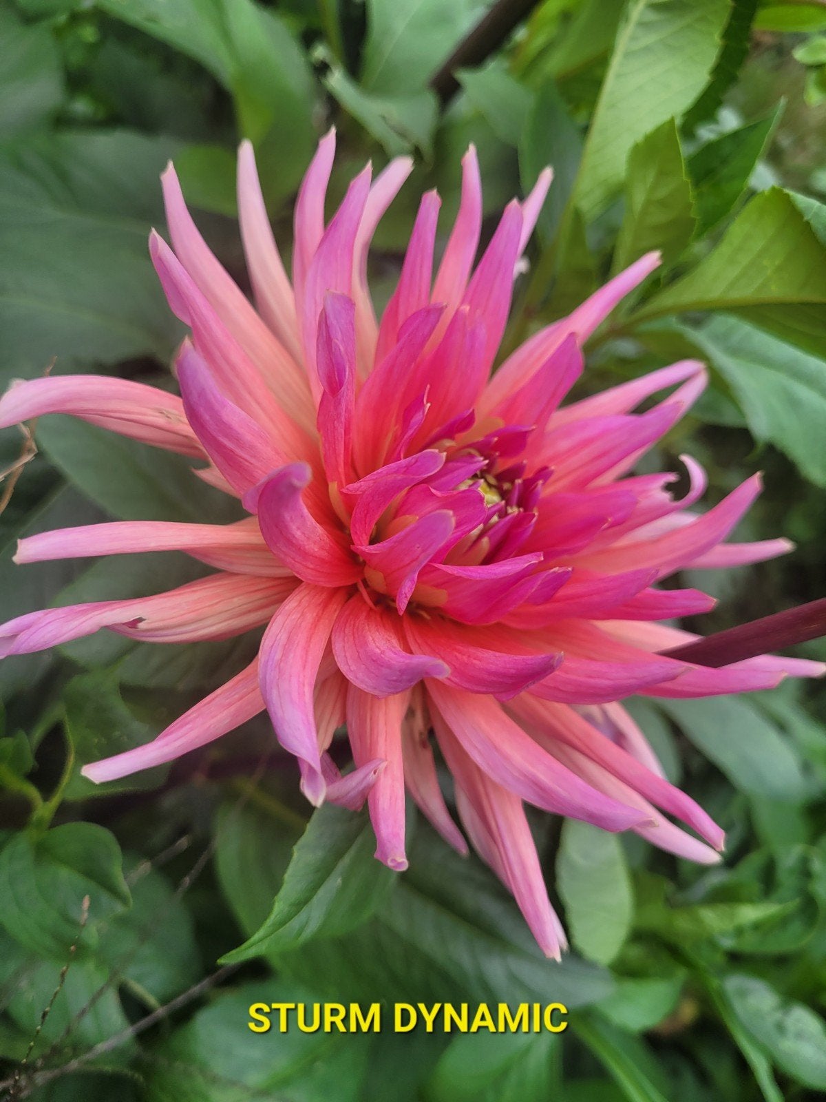 Dahlia " Sturm Dynamic" 1 knol te koop, Ophalen, Voorjaar, Halfschaduw, Knol