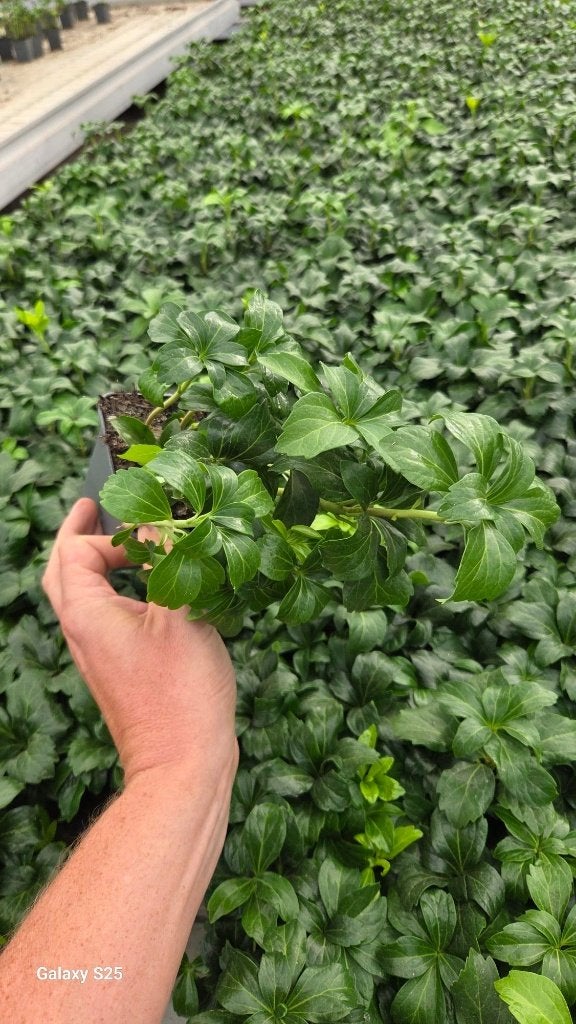 Pachysandra Green Sheen - Dikkemanskruid, Tuin en Terras, Ophalen, Vaste plant, Bodembedekkers, Halfschaduw