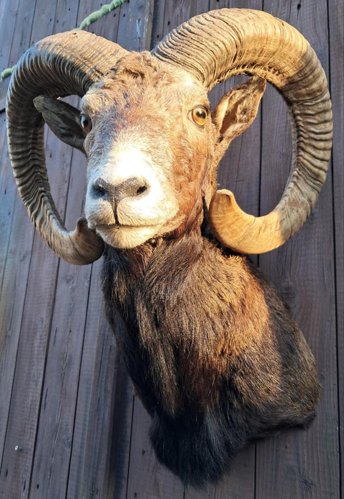 Eyecatcher: grote moeflon ram met zeer grote hoorns Opgezet, Ophalen of Verzenden, Zo goed als nieuw, Wild dier, Opgezet dier