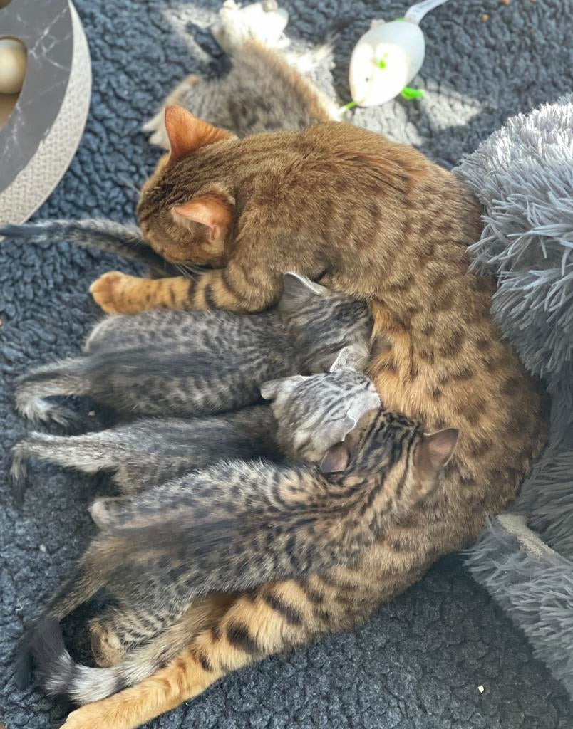 Savannah/Bengaalse mix, Meerdere dieren, Kortharig, 0 tot 2 jaar