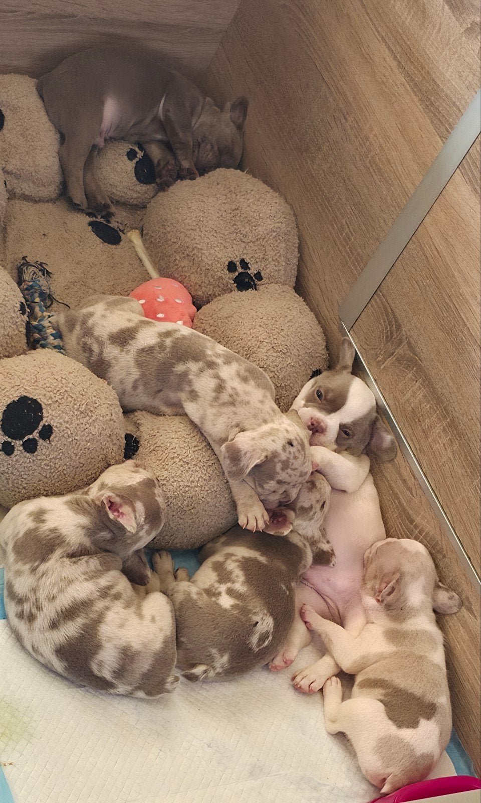 🥰 Prachtige raszuivere isabella kleur Franse Bull, CDV (hondenziekte), 8 tot 15 weken, Bulldog, Meerdere