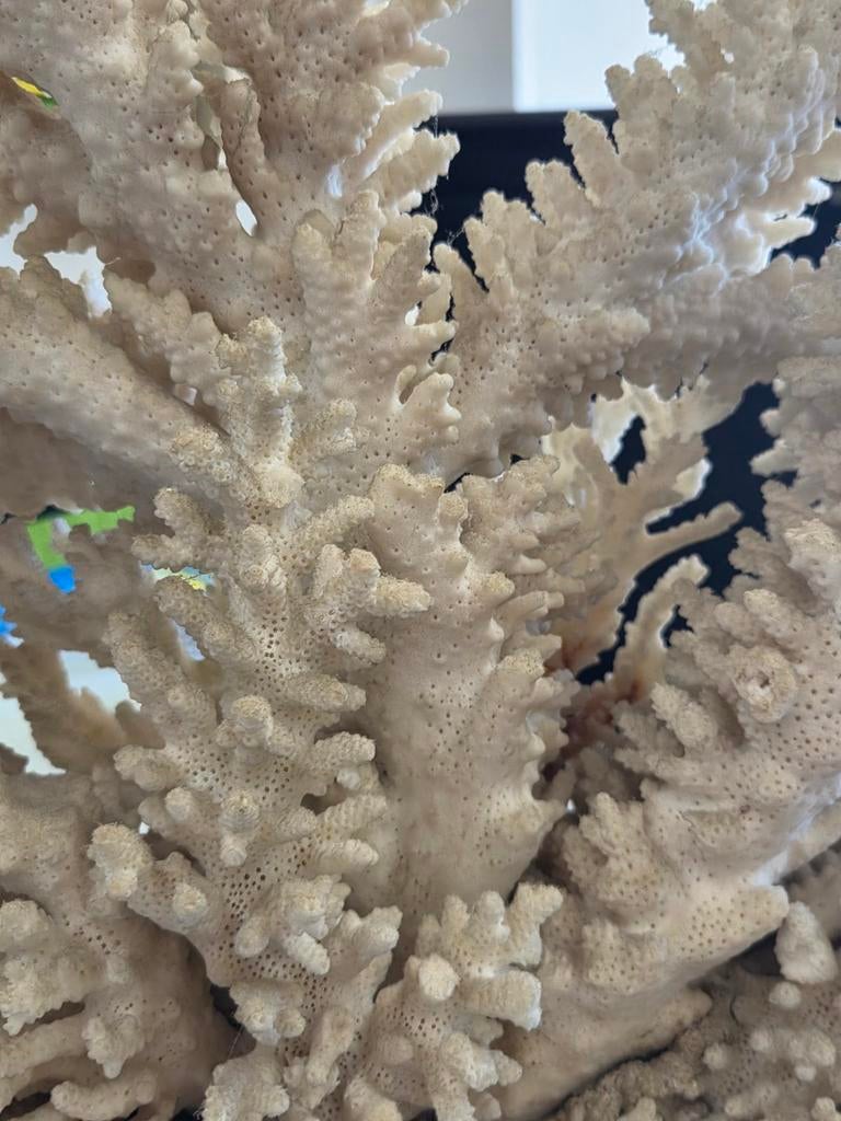 Decoratief koraalstuk - Natuurlijke schoonheid, Verzamelen, Mineralen en Fossielen, Ophalen of Verzenden